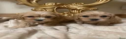 Cavapoo dogs for sale: F1 Cavapoos  - Advert 1