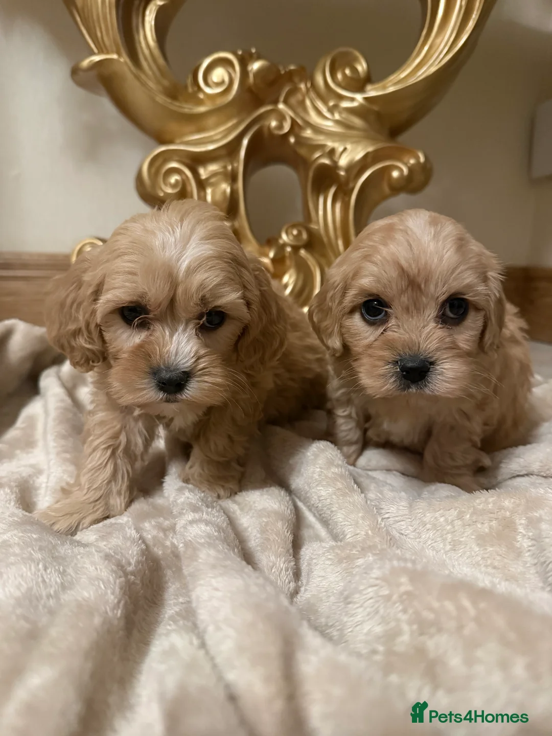 Cavapoo dogs for sale: F1 Cavapoos  - Advert 1