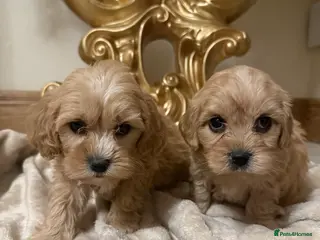 Cavapoo dogs F1 Cavapoos - Advert 1