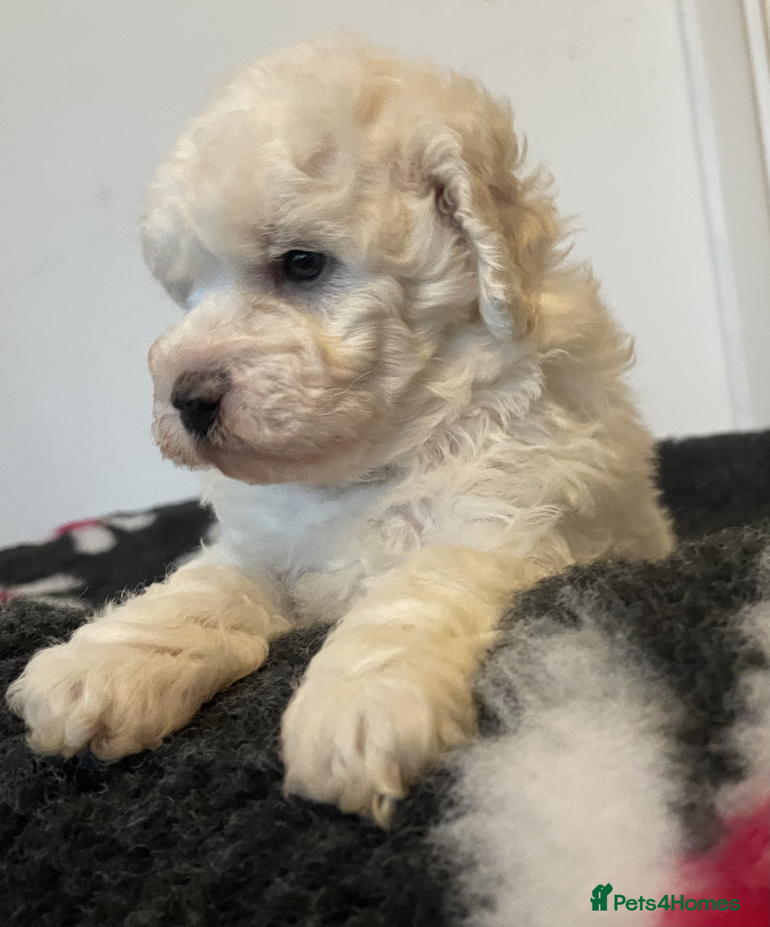 Miniature Poodle dogs for sale: Gorgeous Miniature Poodle puppies - Advert 13