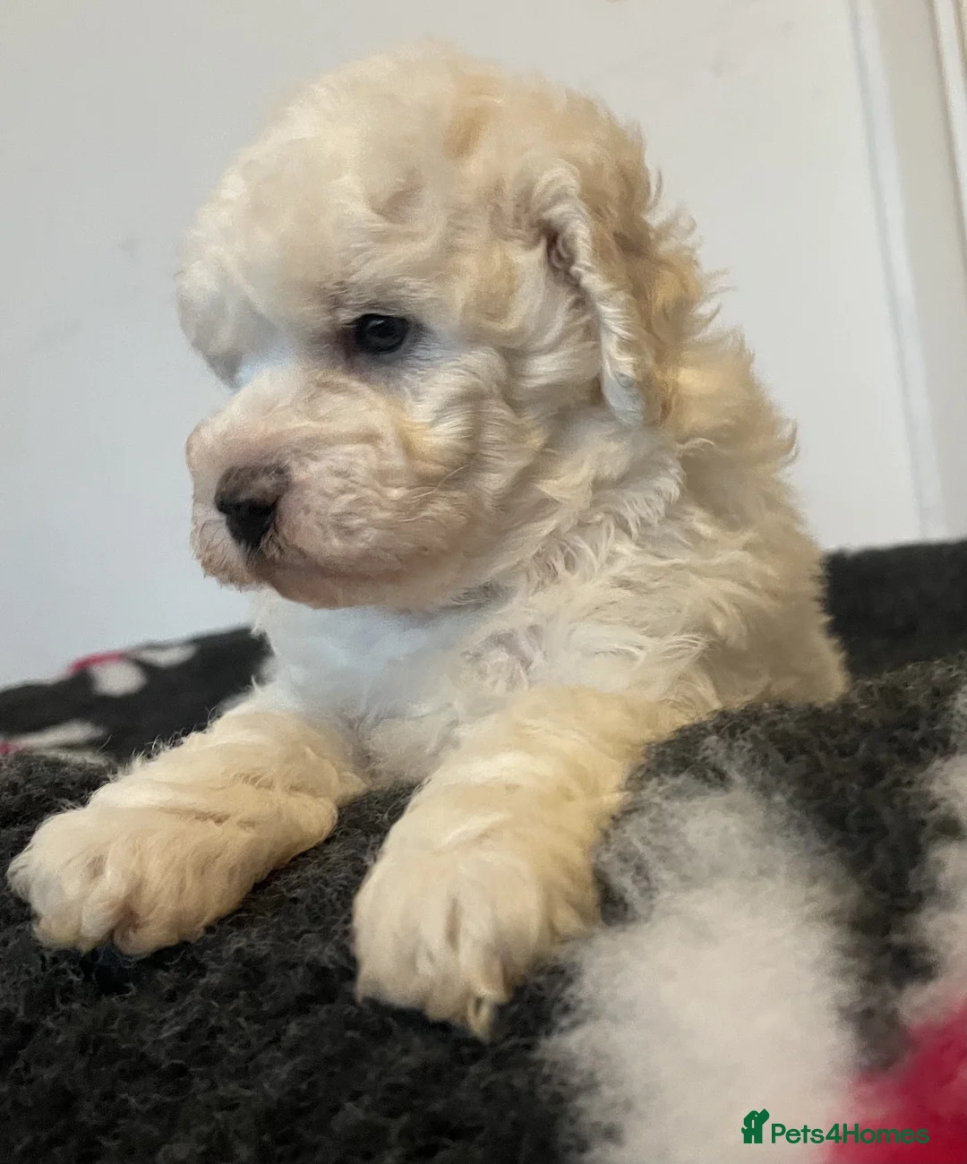 Miniature Poodle dogs for sale: Gorgeous Miniature Poodle puppies - Advert 13