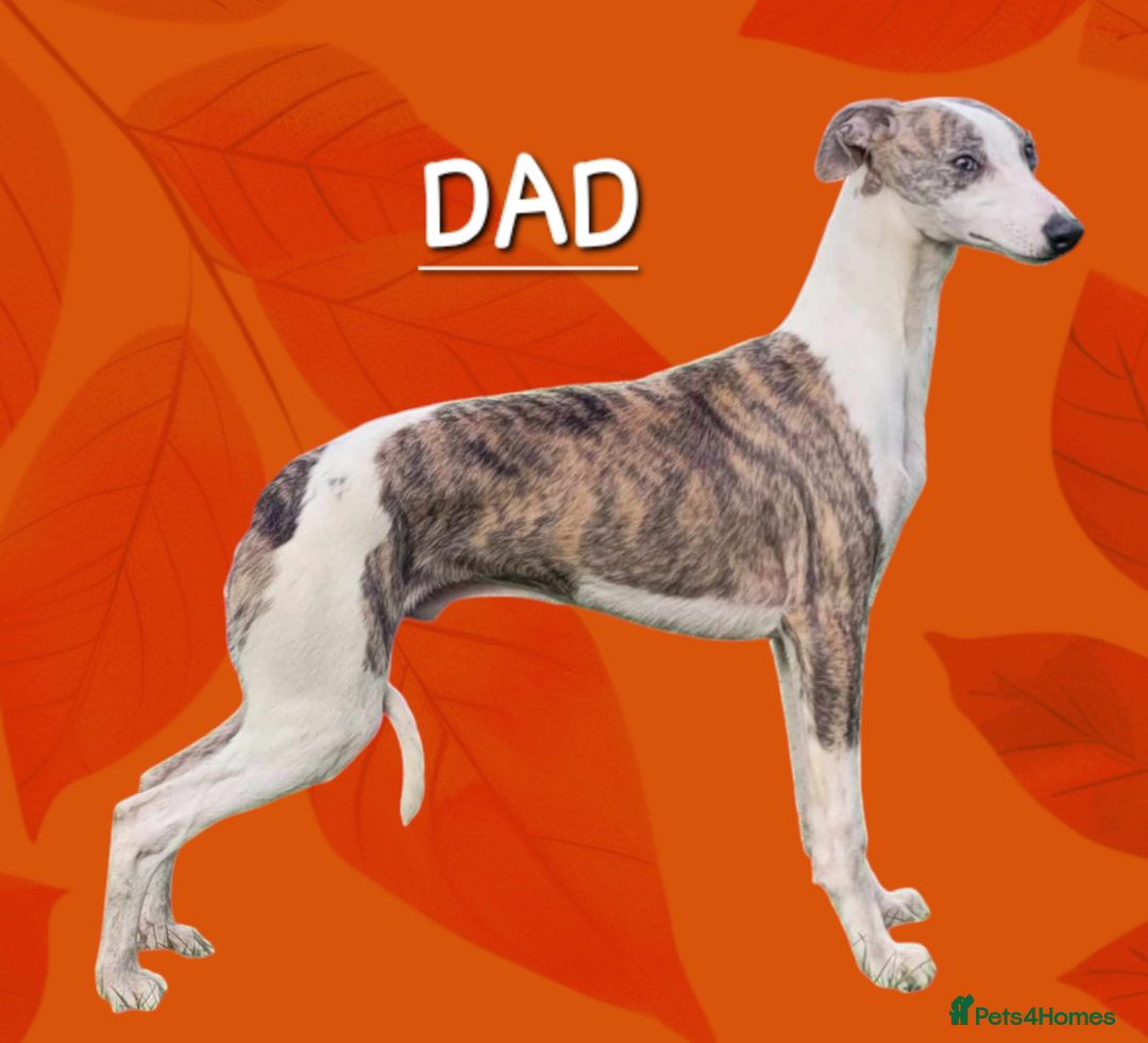 Whippet dogs for sale: Five Star KC Whippet Puppies - Image 18