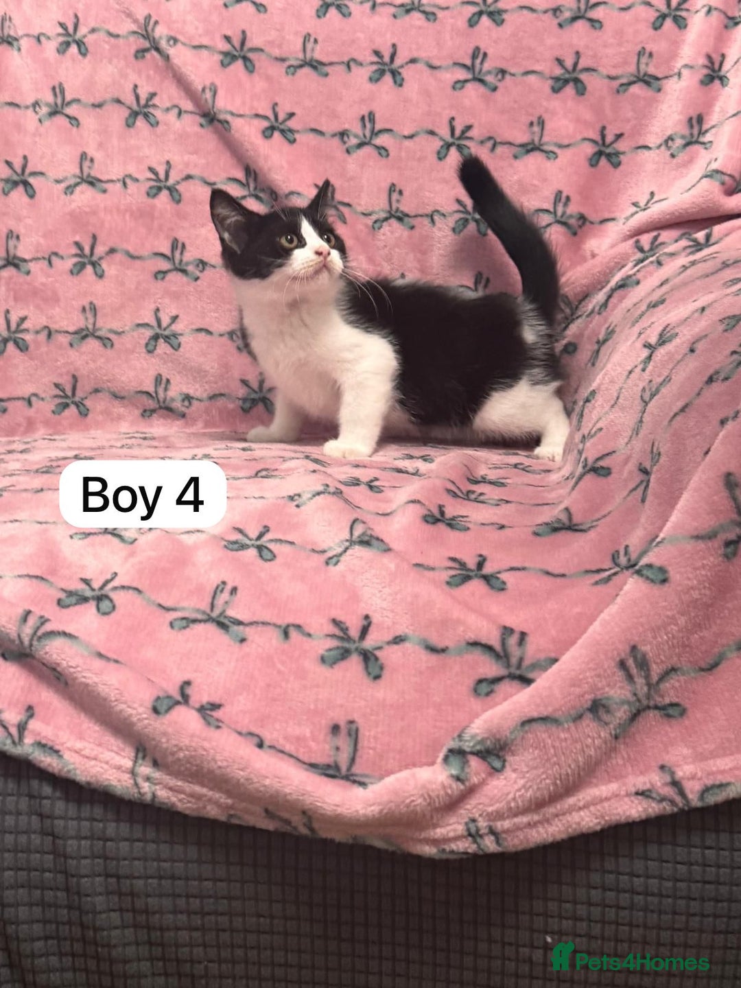 British Shorthair cats for sale: PURE BSH Girl kitten and BSH mix adorable boys - Advert 13