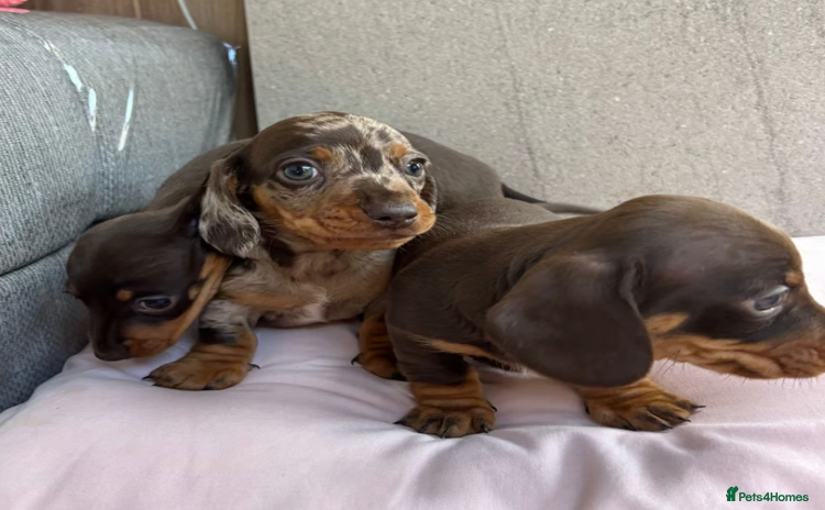 Miniature Dachshund dogs - Advert 2
