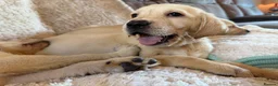 Labrador Retriever dogs for sale: ❤️💫 Superb, chunky, Golden Labrador puppies 💫❤️ in Stourbridge - Advert 11