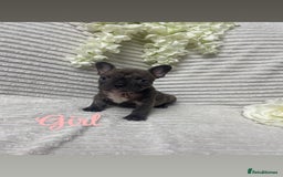 French Bulldog dogs for sale: Brindle & Fawn French Bulldog Puppies - Image 4