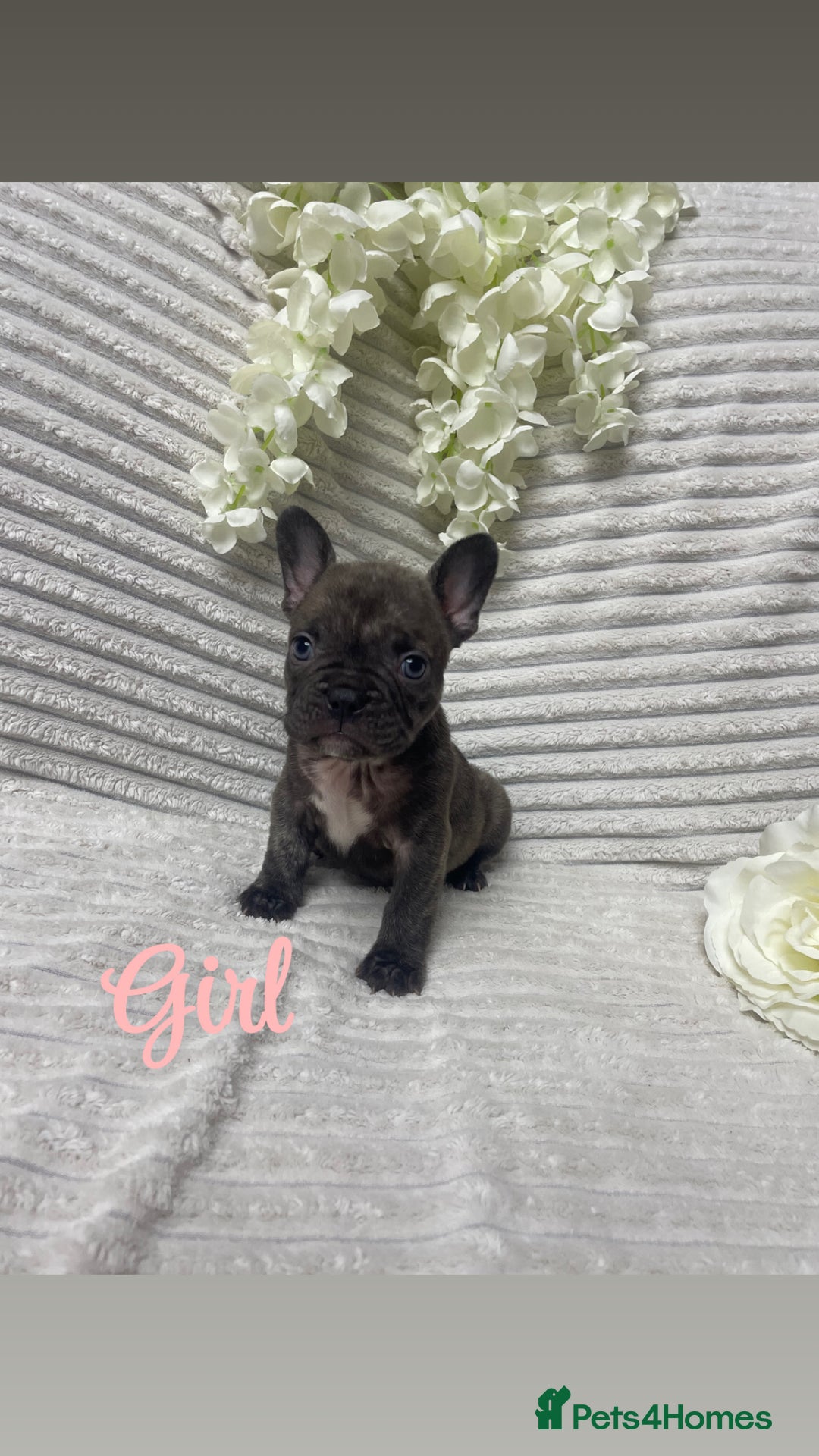 French Bulldog dogs for sale: Brindle & Fawn French Bulldog Puppies - Image 4