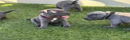 Staffordshire Bull Terrier dogs for sale: Gorgeous blue KC Staffy Pups *Champion Bloodlines* - Advert 12