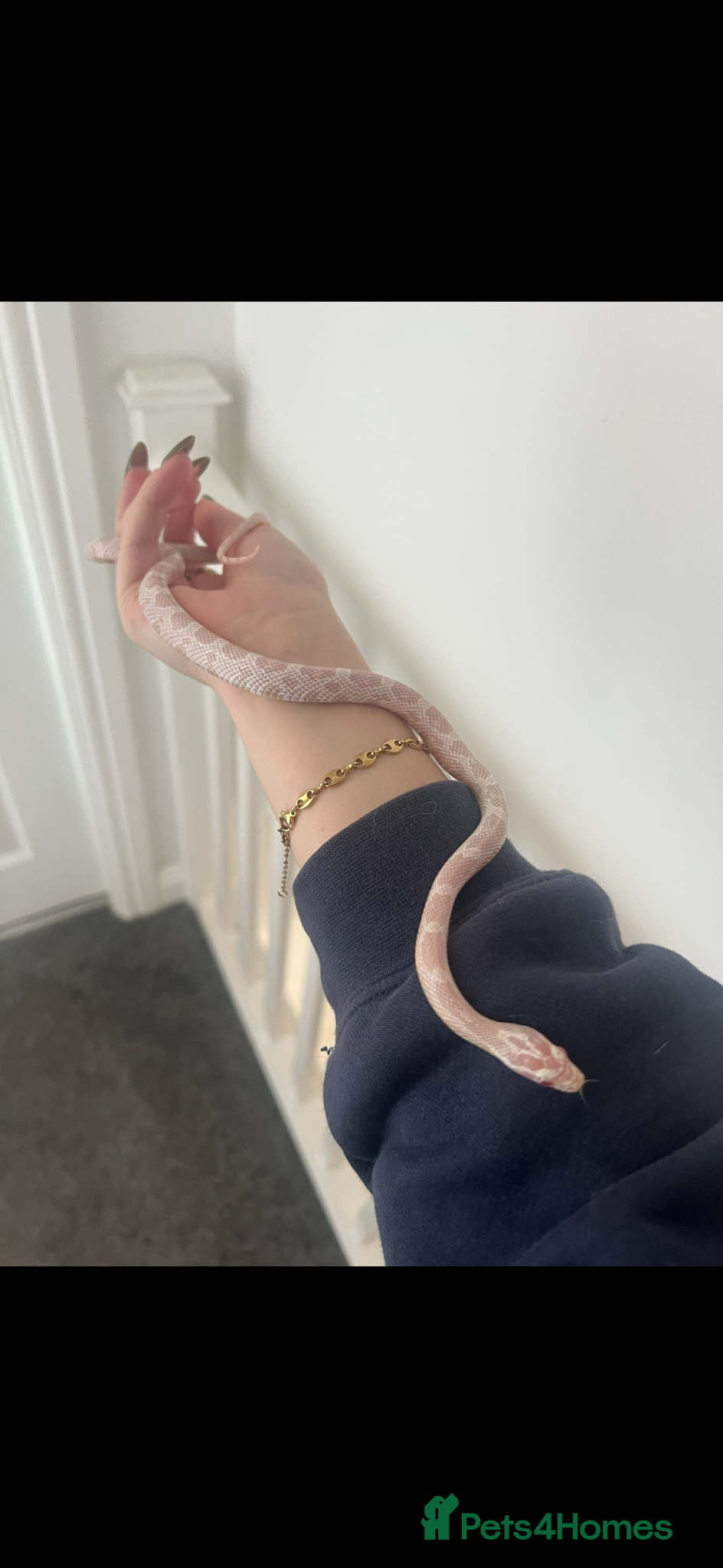 Corn Snake reptiles Female corn snake  - Advert 1