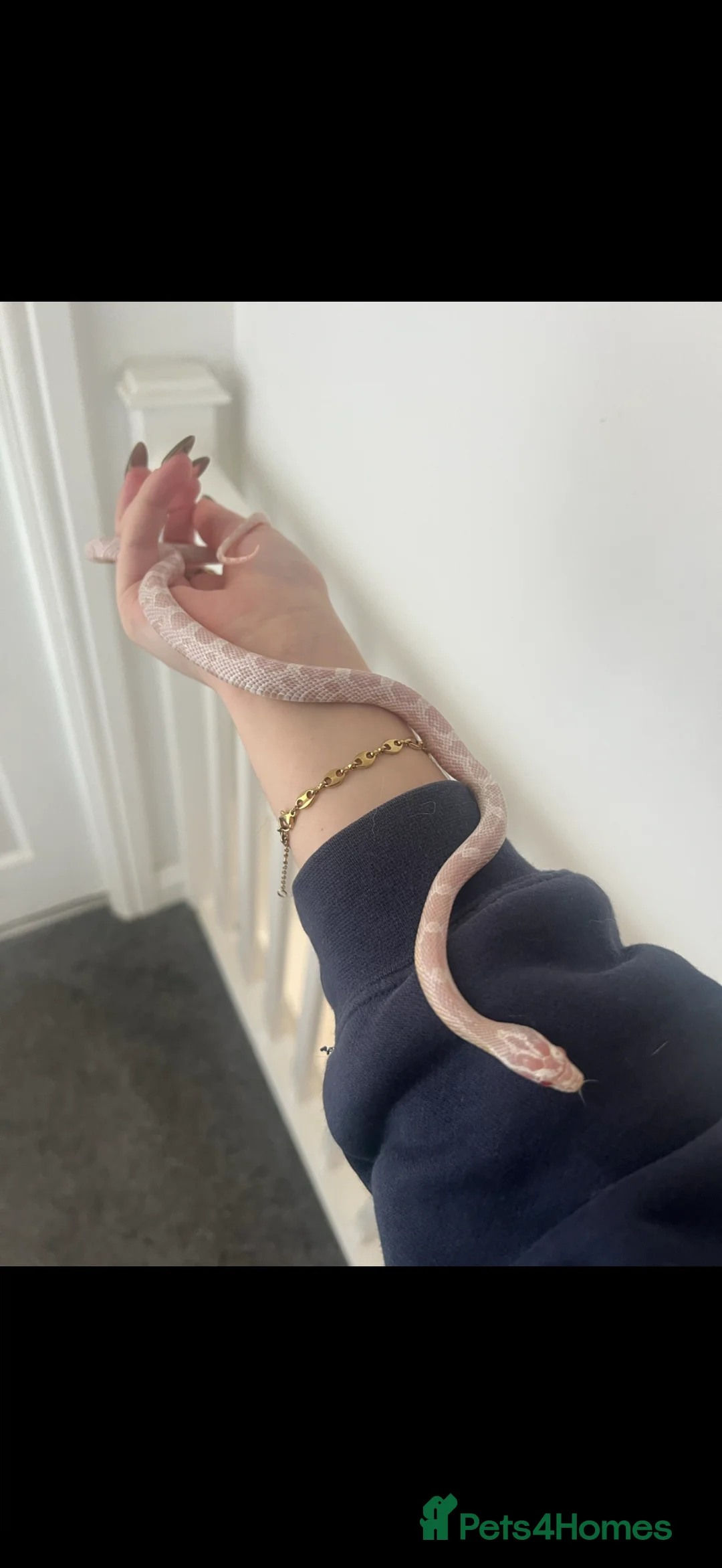 Corn Snake reptiles for sale: Female corn snake  - Advert 1