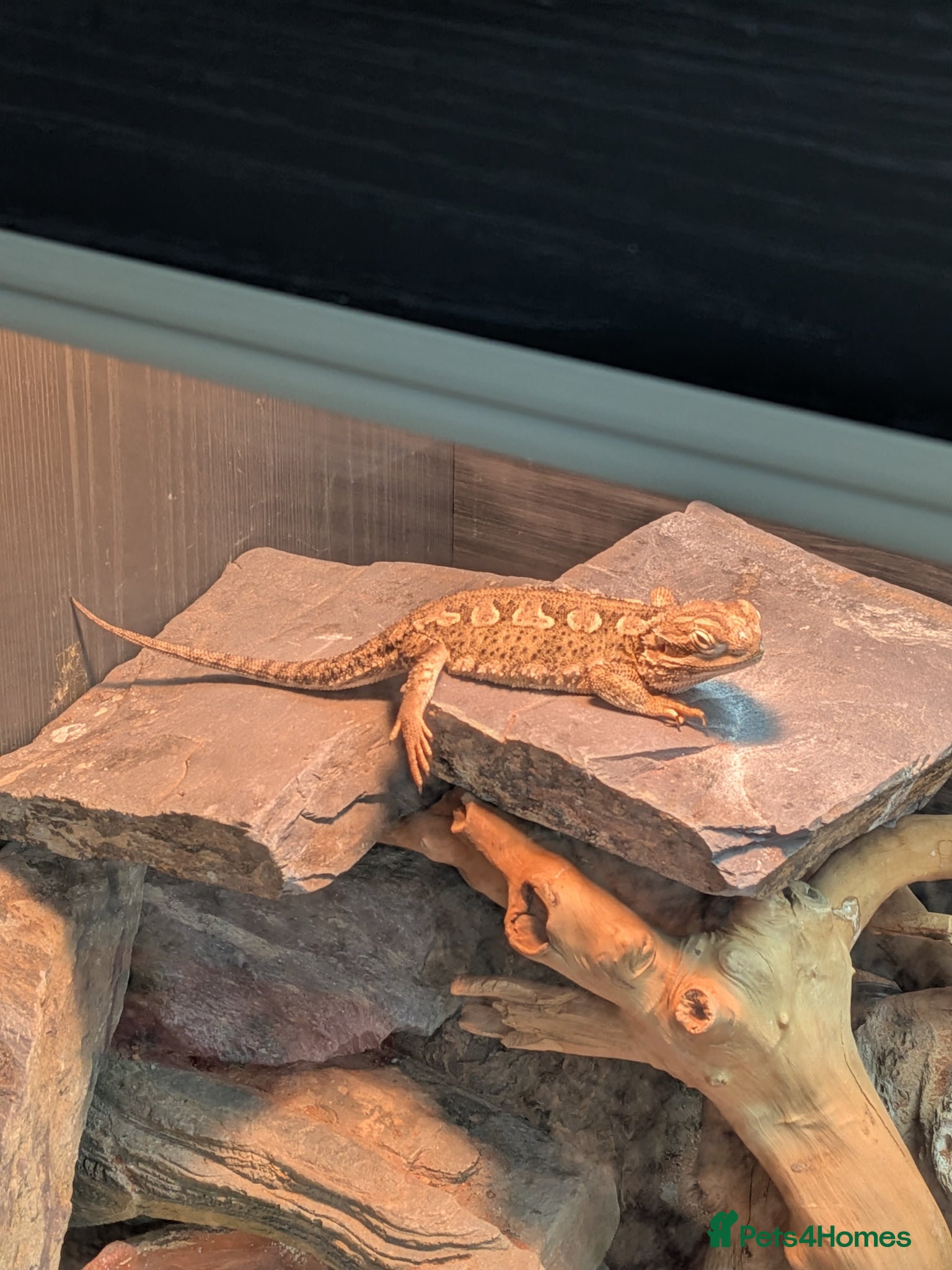 Bearded Dragon reptiles Rankin dragon  - Advert 1