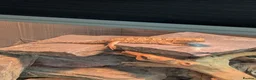Bearded Dragon reptiles for sale: Rankin dragon  in Lincoln - Advert 1