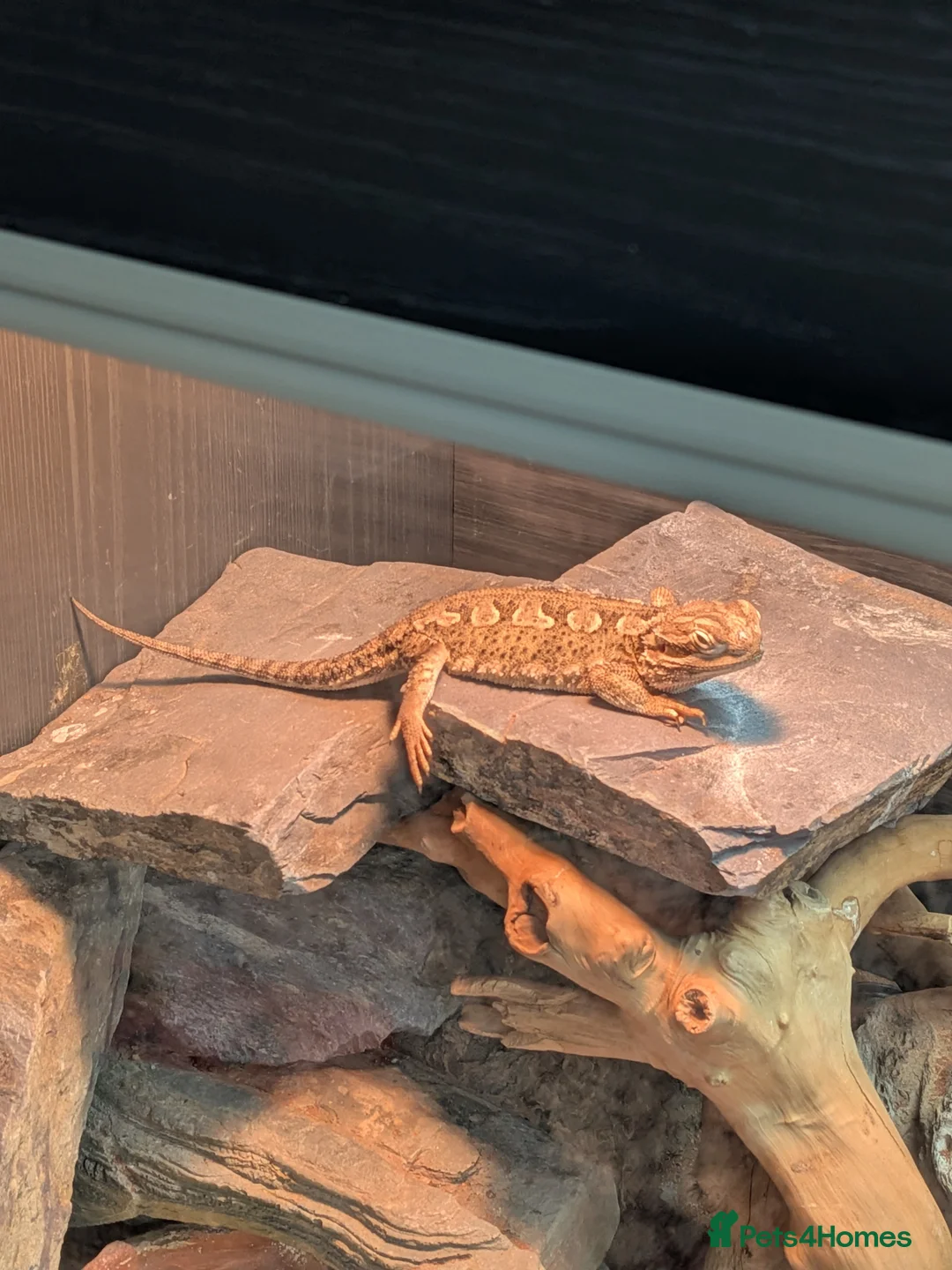 Bearded Dragon reptiles for sale: Rankin dragon  in Lincoln - Advert 1