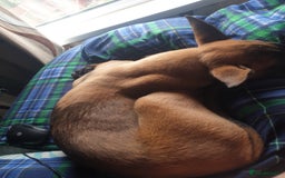 Belgian Shepherd Dog dogs for sale: Belgian Malinois x Dutch - Female 4 Yrs - Image 23