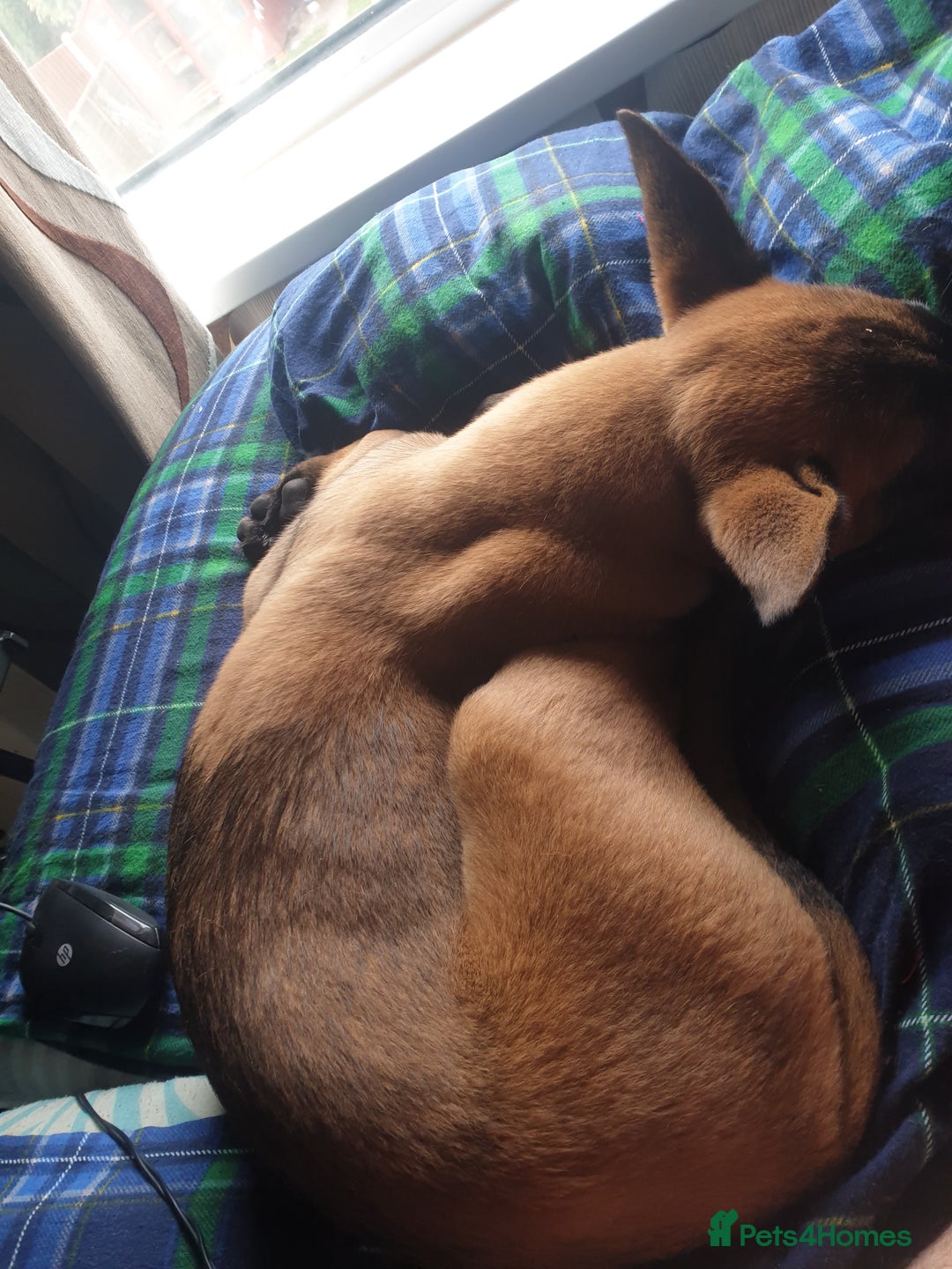 Belgian Shepherd Dog dogs for sale: Belgian Malinois x Dutch - Female 4 Yrs - Image 23