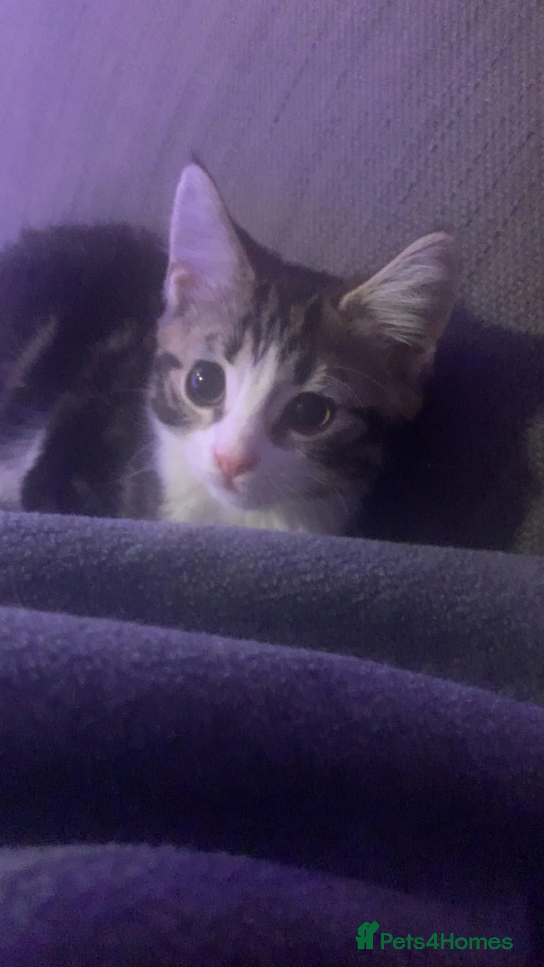 Mixed Breed cats for sale: 5 beautiful kittens ready now  - Advert 2