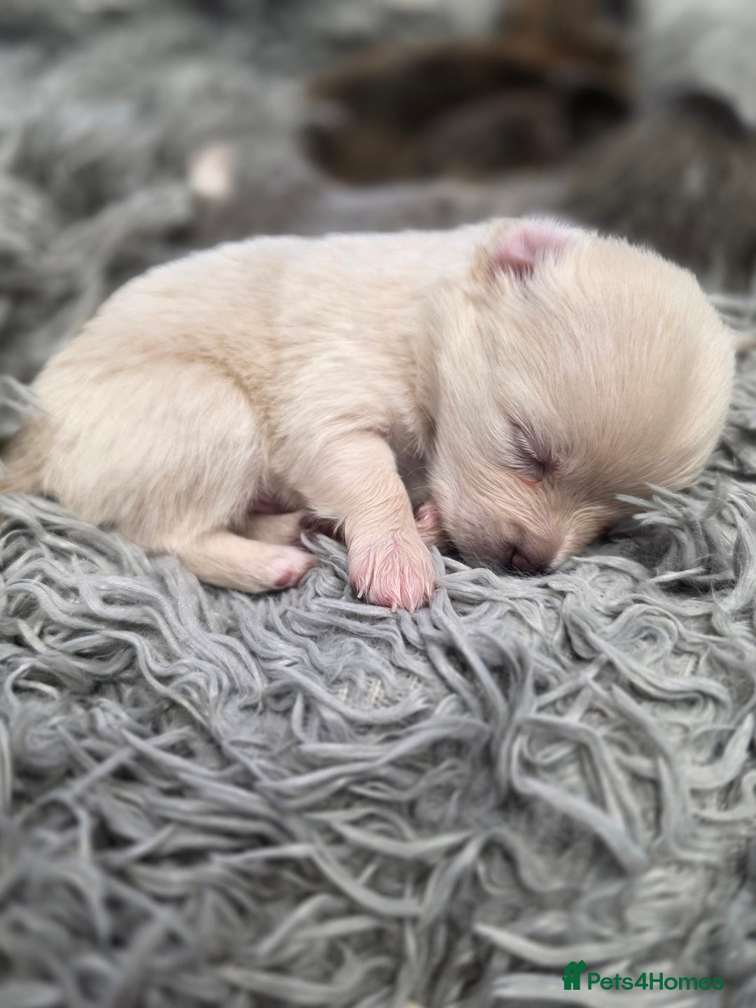 Pomchi dogs for sale: Gorgeous Pomchi Puppies - Advert 2