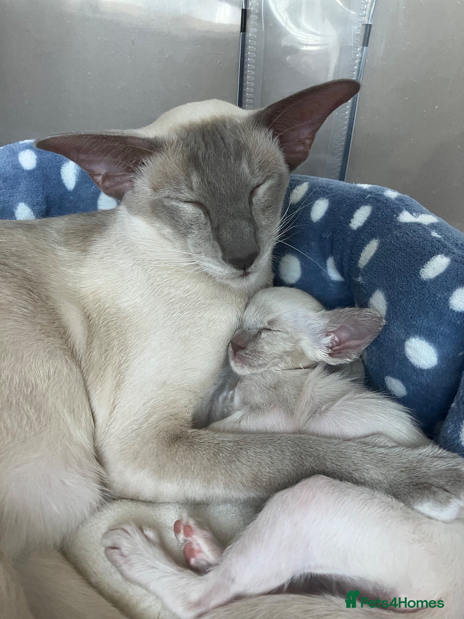 Siamese cats Siamese kittens - Advert 5
