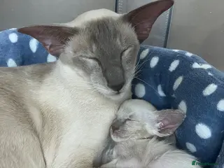 Siamese cats Siamese kittens - Advert 1