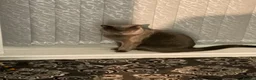 British Shorthair cats for sale: British shorthair male for sale 1 year 3 months ol - Advert 5