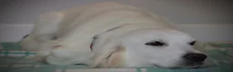 Golden Retriever dogs for sale: Extensively Health Tested English Cream Puppies - Advert 4