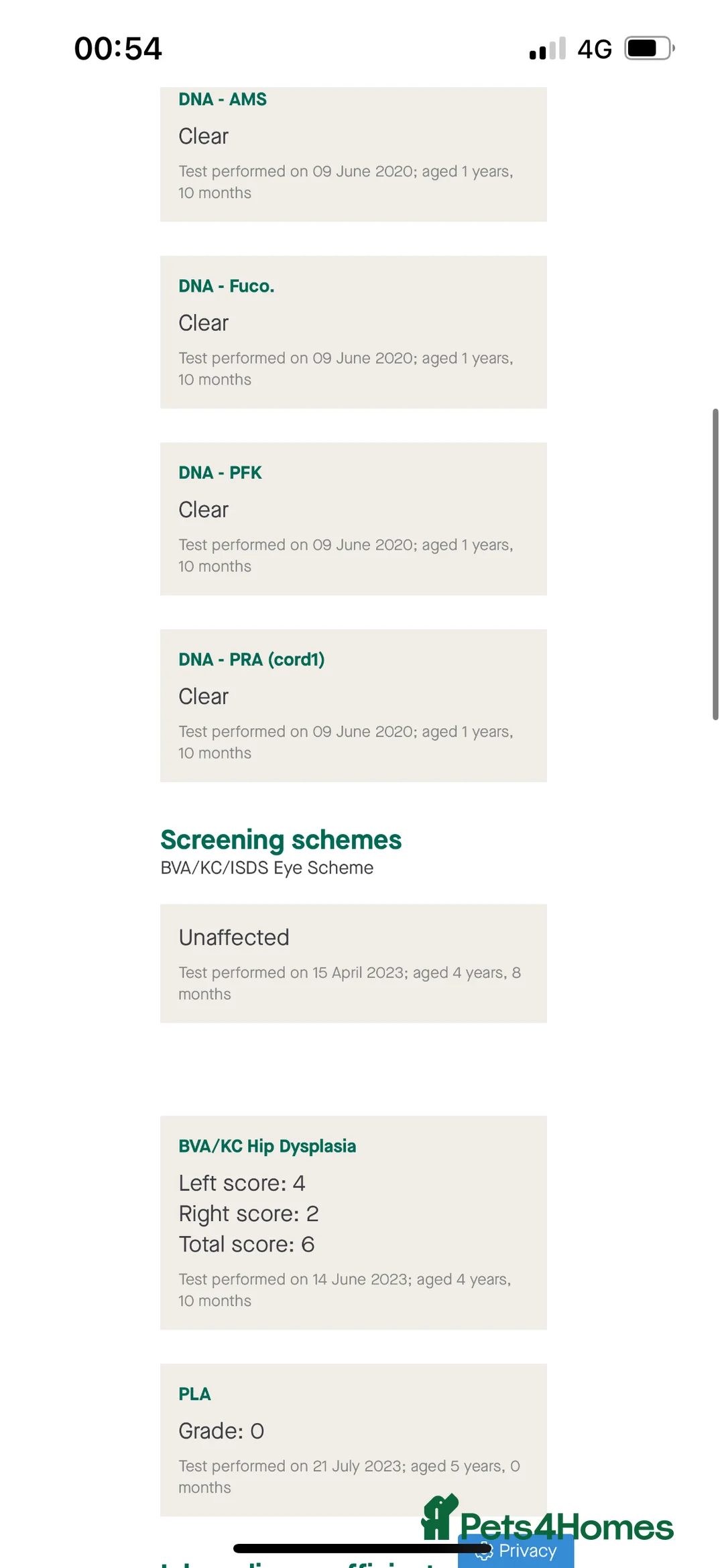 English Springer Spaniel dogs for stud: Working English Springer Spaniel Stud Health Test in Chelmsford - Advert 19