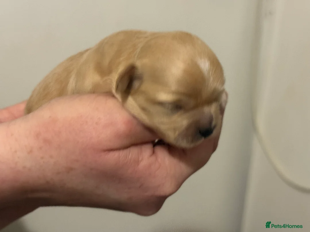 Shihpoo dogs for sale: 3x Shihpoo Male Puppies for sale - Advert 9