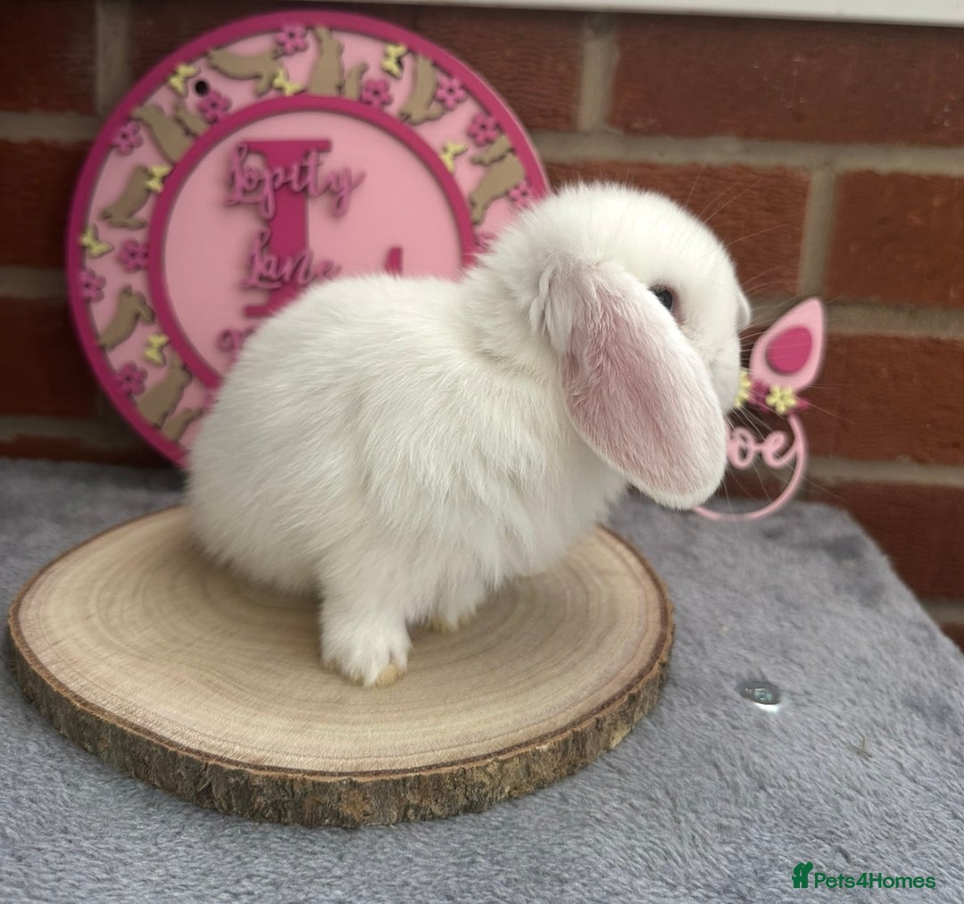 Mini Lop rabbits for sale: Pure Bred Minilops - Image 11