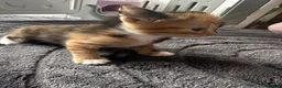 Mixed Breed cats for sale: 4 beautiful kittens  - Advert 8