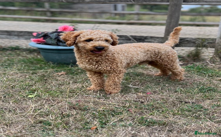Toy Poodle dogs in Radstock - Advert 3