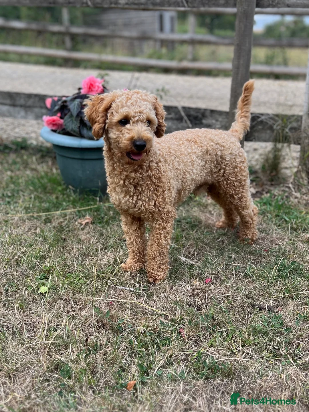 Toy Poodle dogs for stud: KC Registered Red Toy Poodle Fully DNA Tested in Radstock - Advert 7