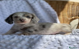 Miniature Dachshund dogs for sale: Adorable Miniature Dachshund Puppies - Image 9