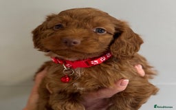 Cockapoo dogs for sale: Stunning Fox Red f1 cockapoo puppies  - Image 13