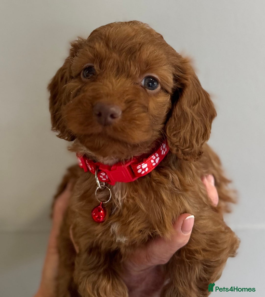 Cockapoo dogs for sale: Stunning Fox Red f1 cockapoo puppies  - Image 13