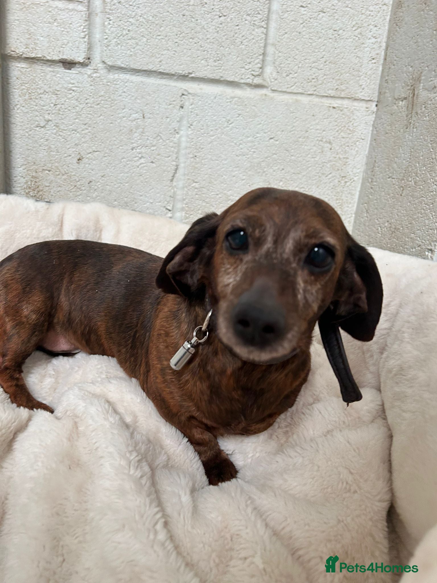 Miniature Dachshund dogs Pair of Female Miniature KC Dachsunds  - Advert 1