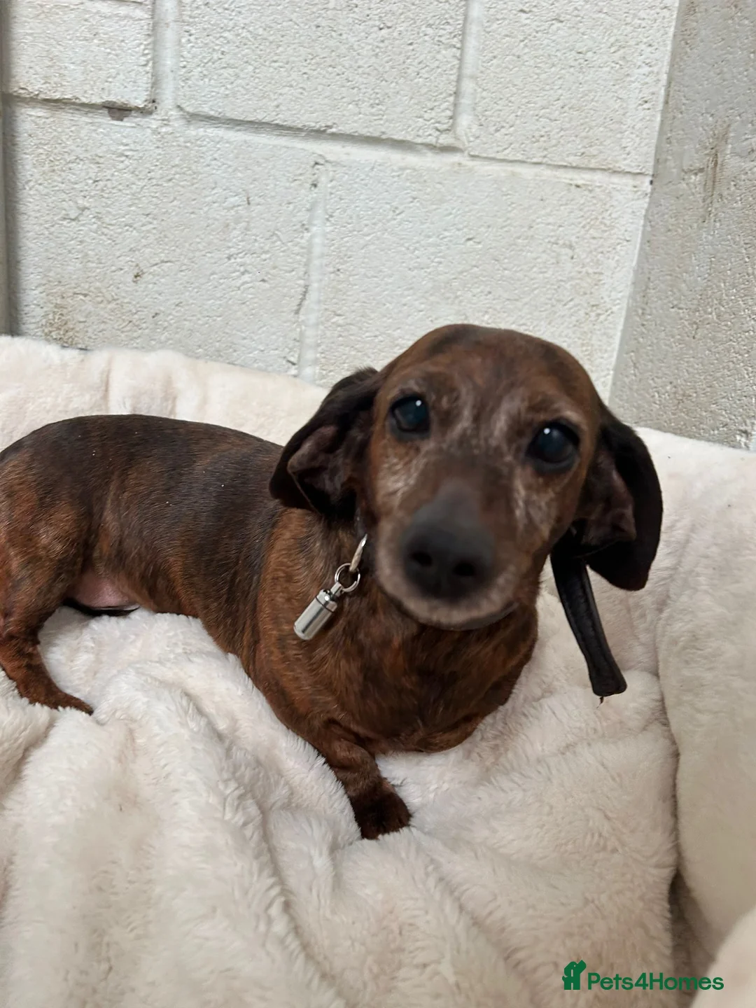 Miniature Dachshund dogs for sale: Pair of Female Miniature KC Dachsunds  - Advert 1