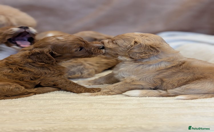 Cavapoo dogs Beautiful F1b cavapoo puppies health tested - Advert 1