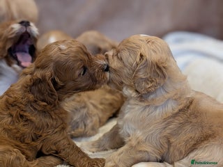 Cavapoo dogs Beautiful F1b cavapoo puppies health tested - Advert 14