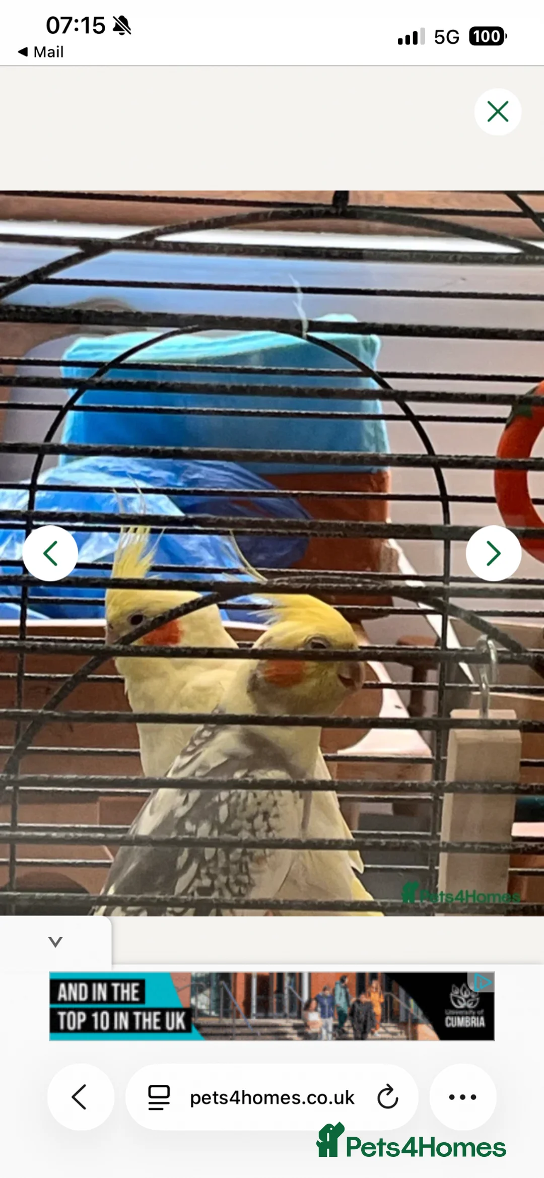 Cockatiels birds for sale: Lovely cockatiels  - Advert 1