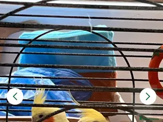 Cockatiels birds Lovely cockatiels - Advert 3