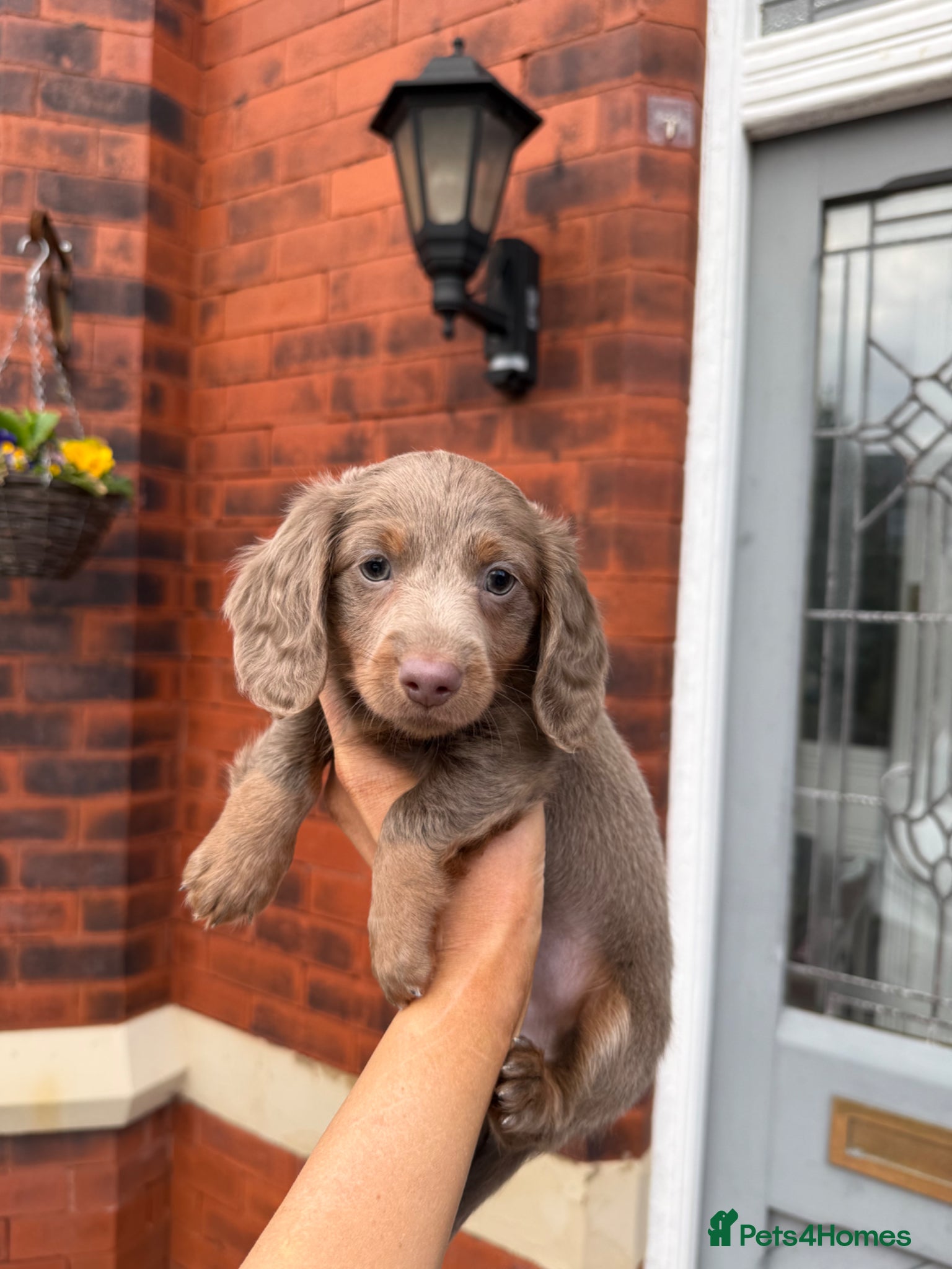 Miniature Dachshund dogs 1 Left KC REGISTERED MINIATURE DACHSHUND PUPPIES - Advert 13