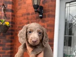 Miniature Dachshund dogs 1 Left KC REGISTERED MINIATURE DACHSHUND PUPPIES - Advert 13