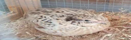 Quail poultry for sale: Hatching eggs sparkly and glitters  - Advert 25