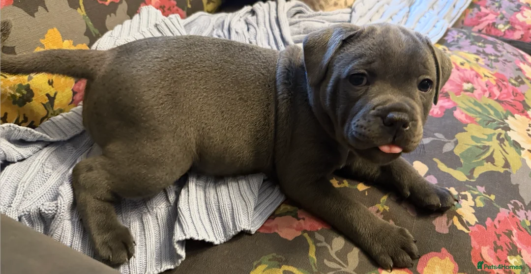Staffordshire Bull Terrier dogs for sale: KC Blue Staffordshire Bull Terrier Puppies SOLD - Advert 2
