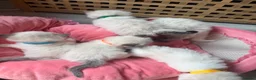 Ragdoll cats for sale: Exceptional Ragdolls  - Advert 7