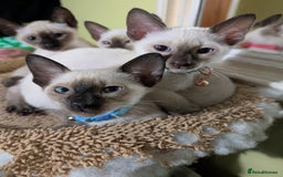 Siamese cats for sale: 2 Kittens available  - Image 1