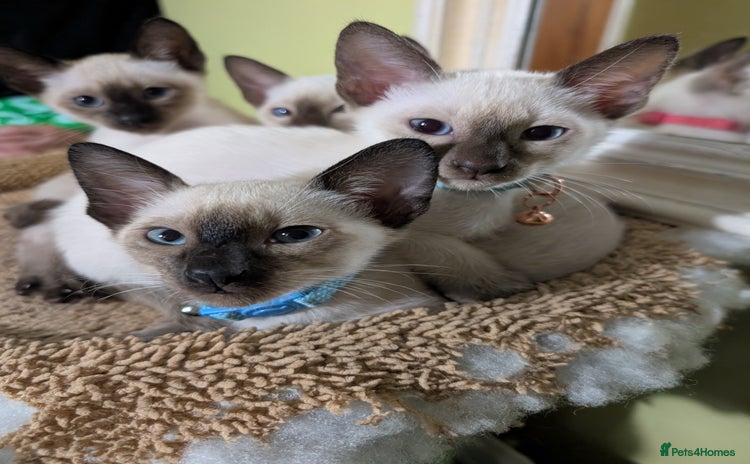 Siamese cats - Advert 1