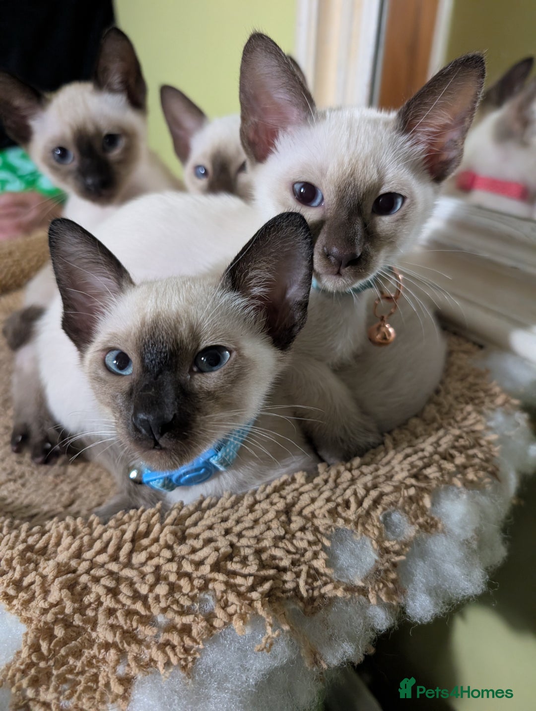 Siamese cats for sale: 2 Kittens available  - Image 1