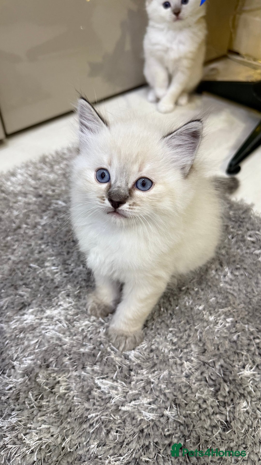 Ragdoll cats for sale: Beautiful Ragdoll Kittens for Sale – 2Boys&2Girls - Advert 3