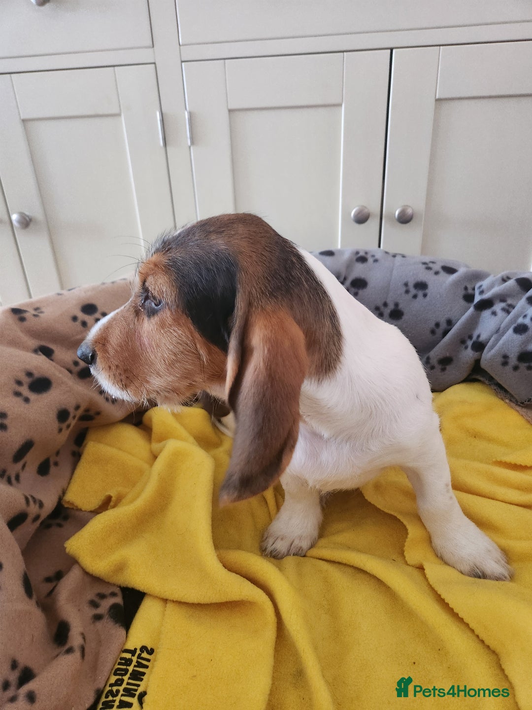 Basset Griffon Vendeen dogs for sale: Petite x English  - Advert 7